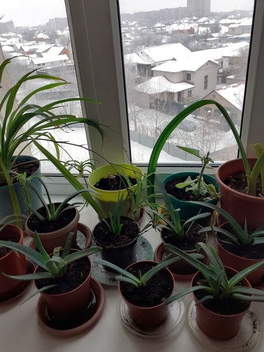 Цветы 500 тенге