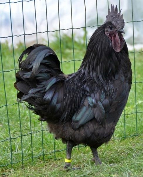 Кора ухайюль товуклари ва тухумлари сотилади.