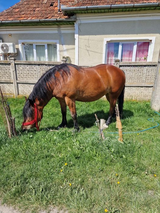 Iapa de vanzare de 5 ani