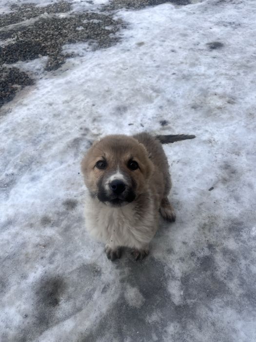 алабай ұрғашы күшік 2,5 айлық