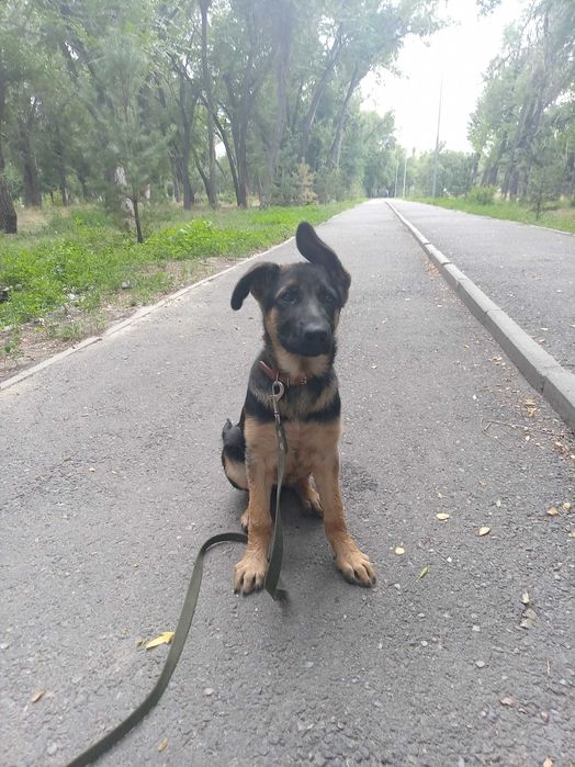 Дрессировка  собак