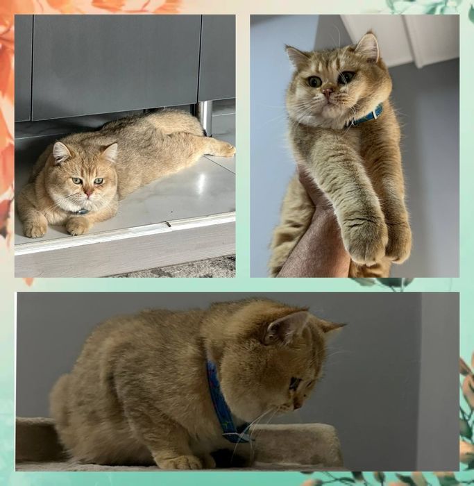 Вяскага Британский золотистый  вязкага опитни