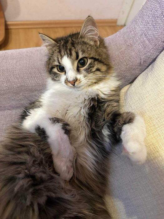 Коте за осиновяване