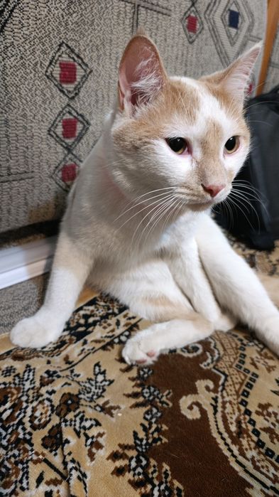 Потерялся  котик