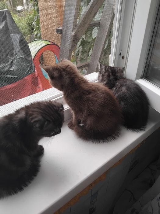 Продам шотландских котят