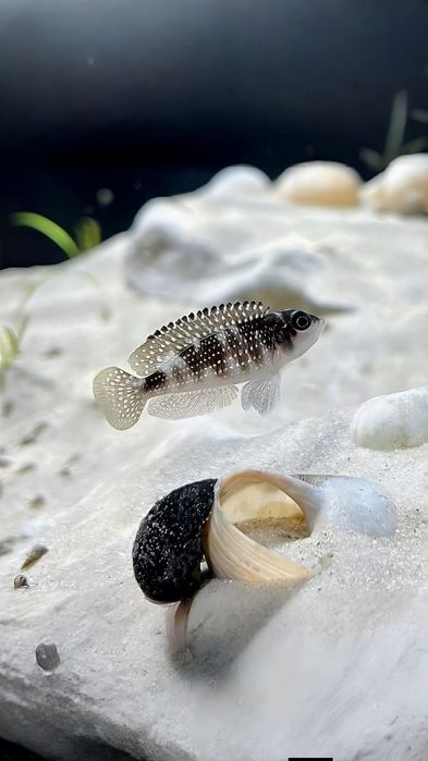 Lomprologus Meleagris f0