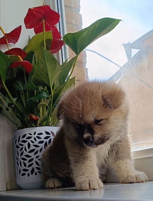 Алименты щенок японской акита