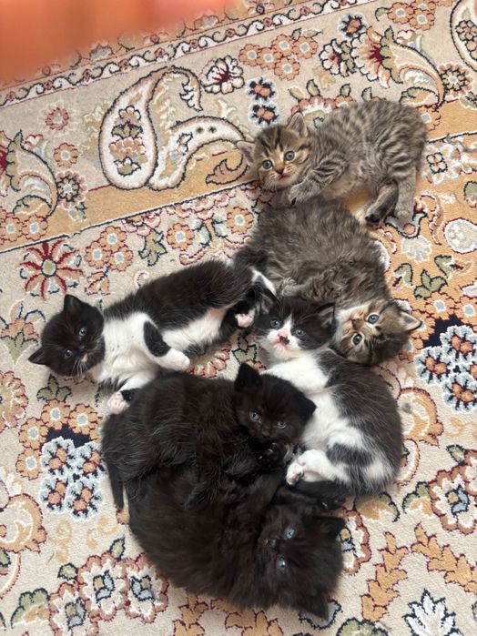 Котята в хорошие руки