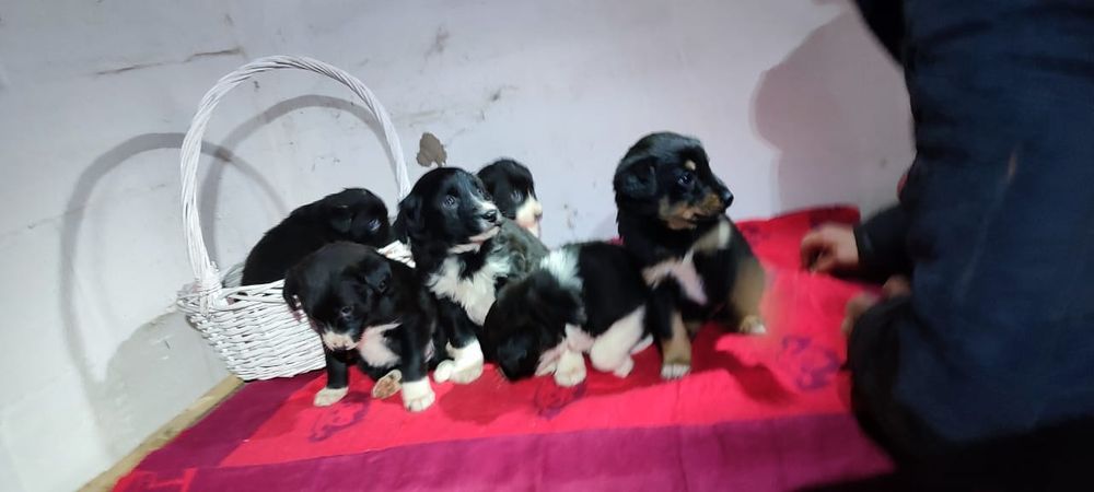 Щеночки в добрые руки