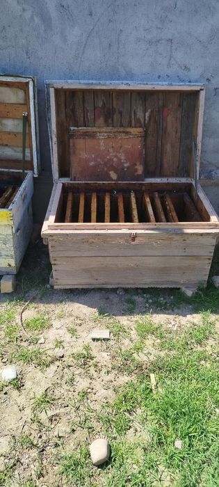 Asal ari uyi sotiladi