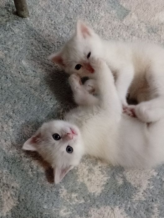 Котята бесплатно