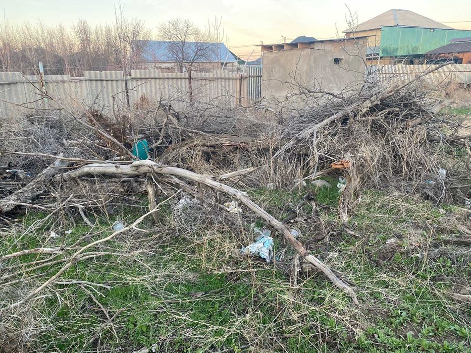 дрова, деревьи, орех