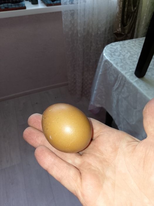 Продам домашних цыплят