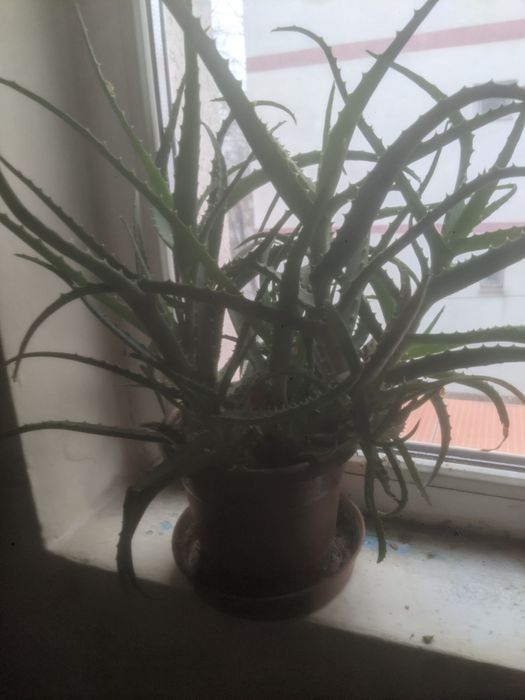 Vând Ghiveci Aloe