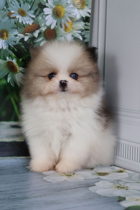 Шпиц мальчик мерле