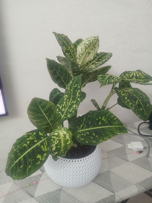 Цветы комнатные для дома и офиса