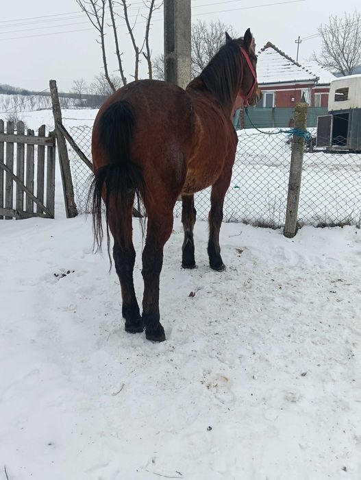 Vand iapa buna de caruța de 9 ani
