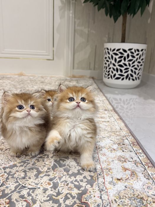 На продаже золотая шиншилла девочка