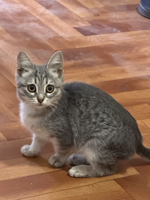 Отдам котёнка БЕСПЛАТНО