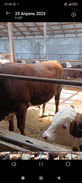 Продам быков через веса