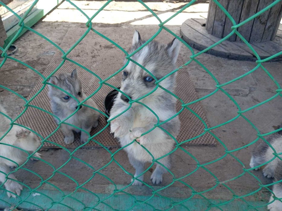 Щенки Хаски продам