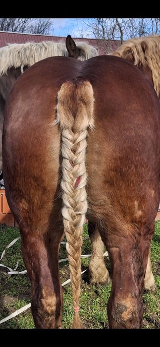 Vand sau schimb o iapa si un harmasar