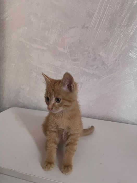 Отдам котят в хорошие, добрые руки.