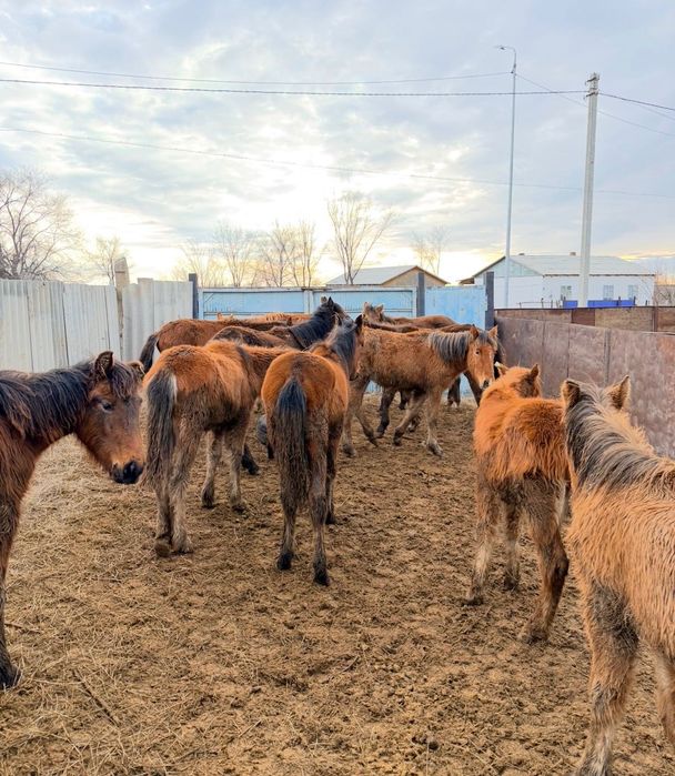 Лощади, жабағы, тай, жылқы