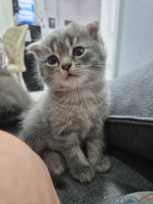 Котята. Шотландский страйт/фолд
