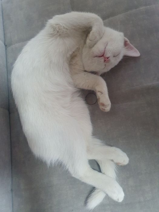 2 ta pishak, alohida berilmedi
