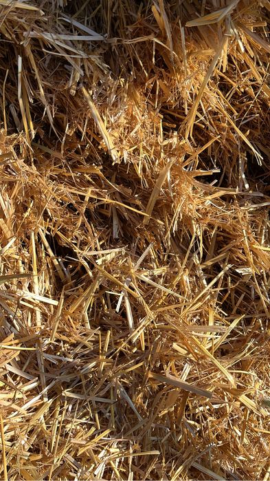 Baloti paie de ovaz 1,25m x2,5m x0,9m