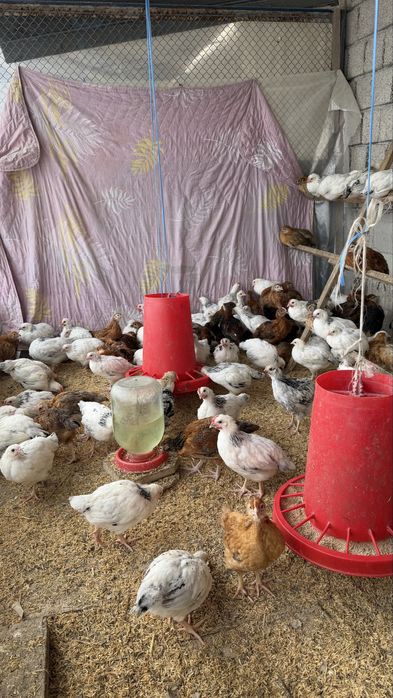 Адлер Серебристый и Корейские цыплята ханхян 2 месячные