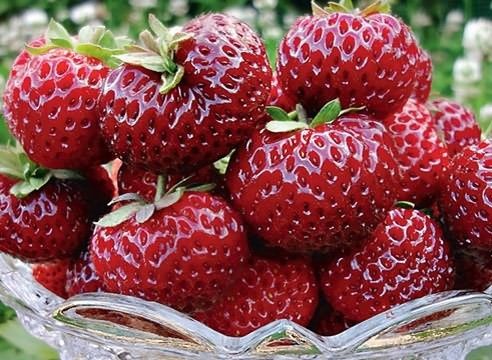 Рассада ремонтантной клубники