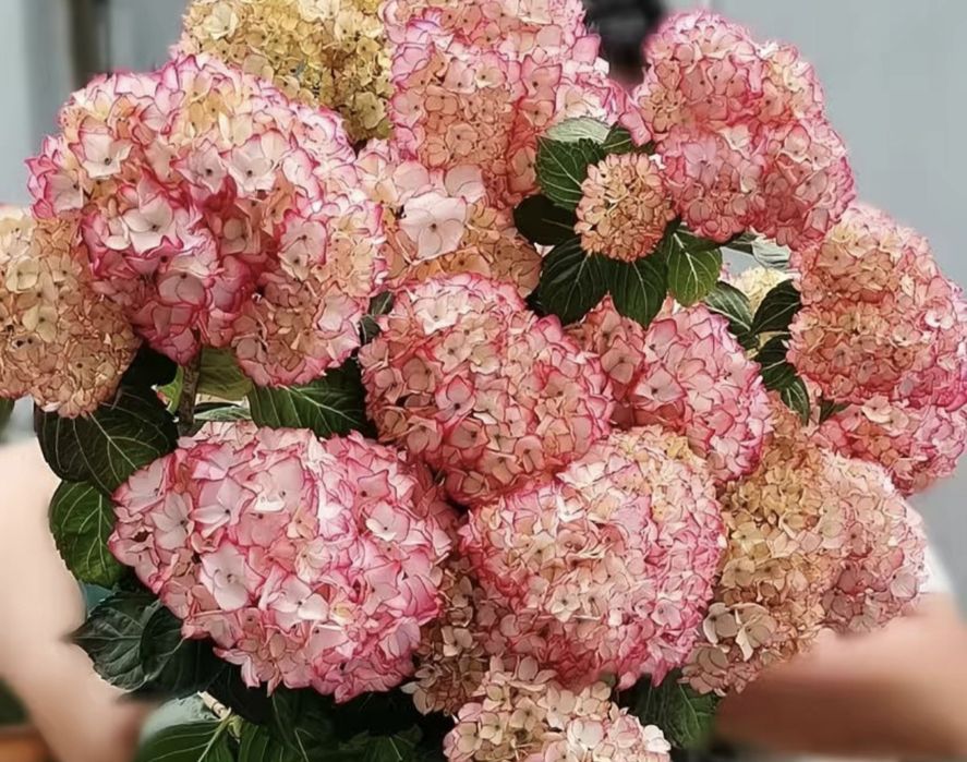 Гортензия садовая