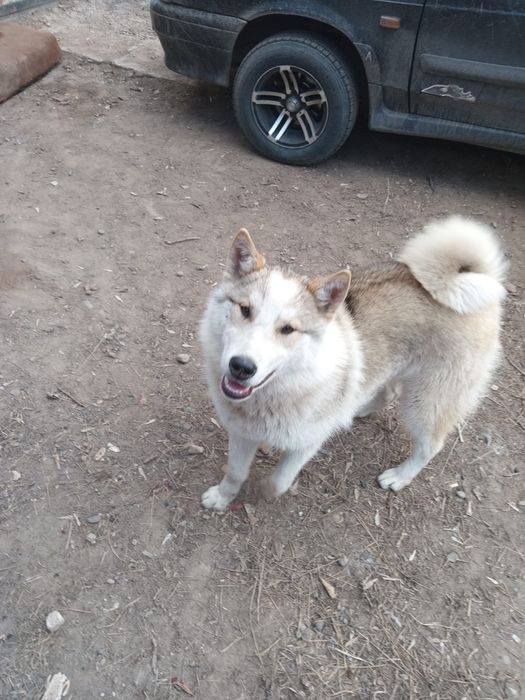 Щенки . Капельки.