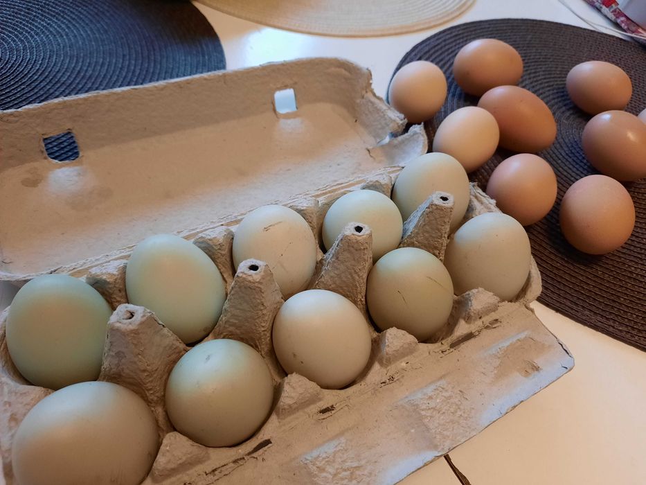 oua si gaini araucana ,wyandotte