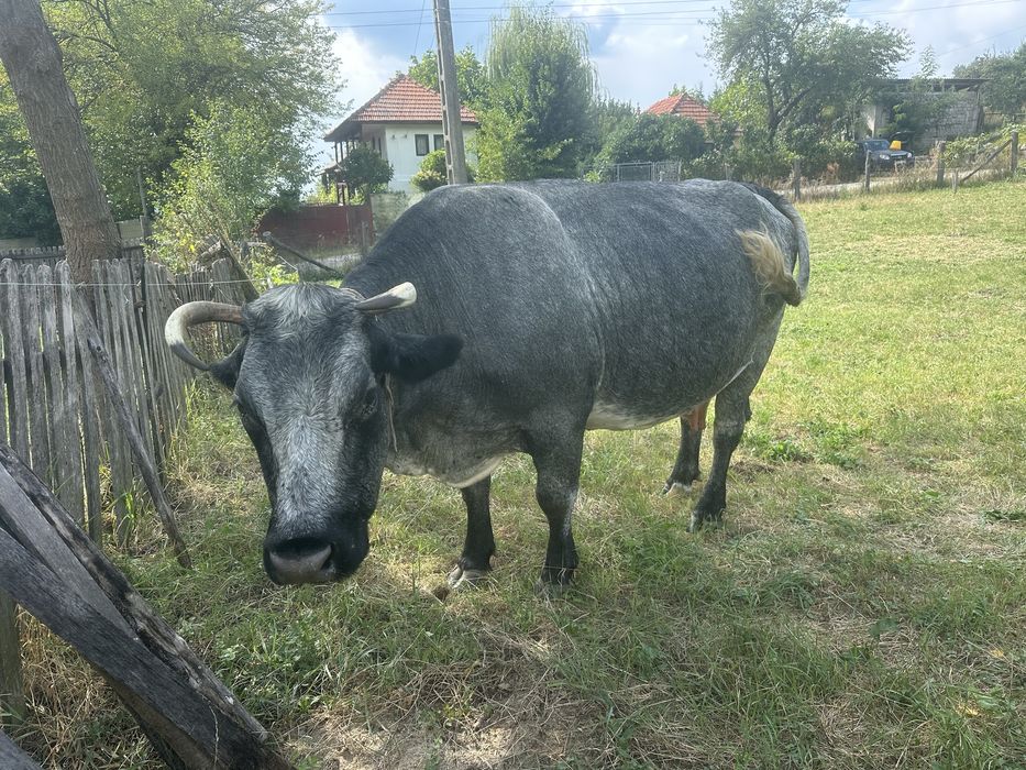 Vaca Albastru Belgian