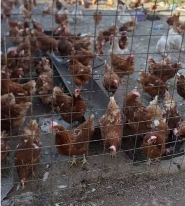 Vând puicuțe rosi outoare