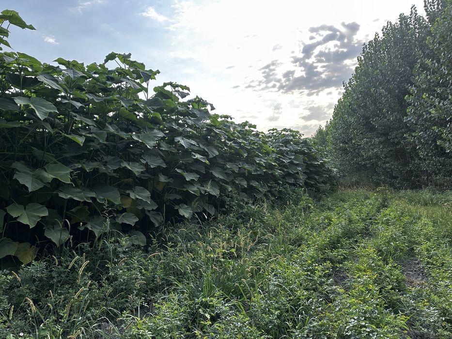 Павлония Pavlovniya bor