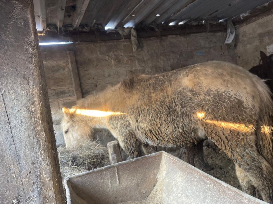 Лошади, жылқы, тай сатылады