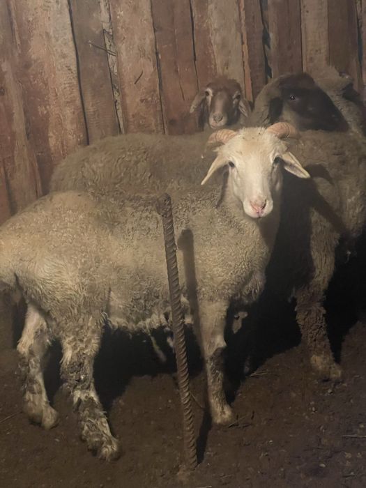 Токты бараны кой