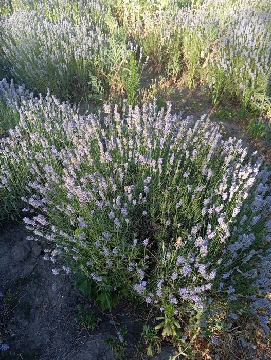 Vand tufe de lavanda Angustifolia