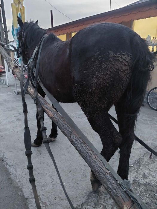 Vand cal frumos, ceva pentru pretențioși