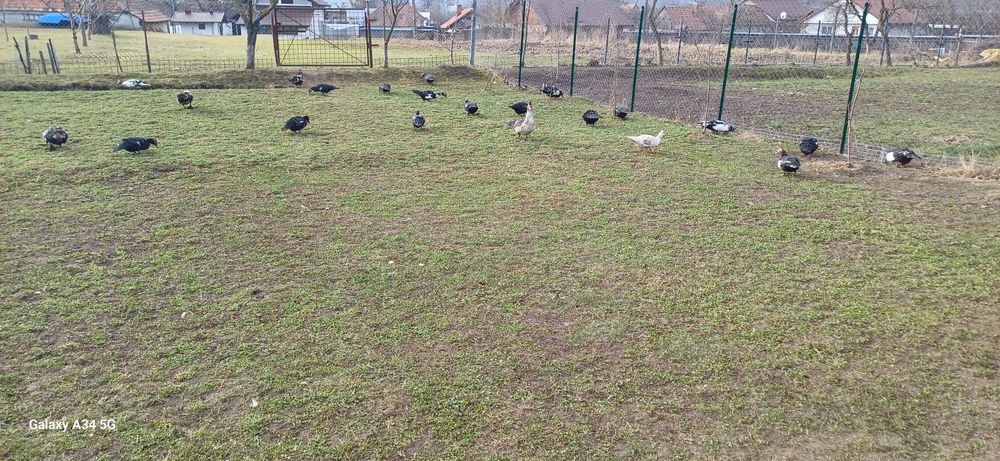 Oua rata muta de vanzare