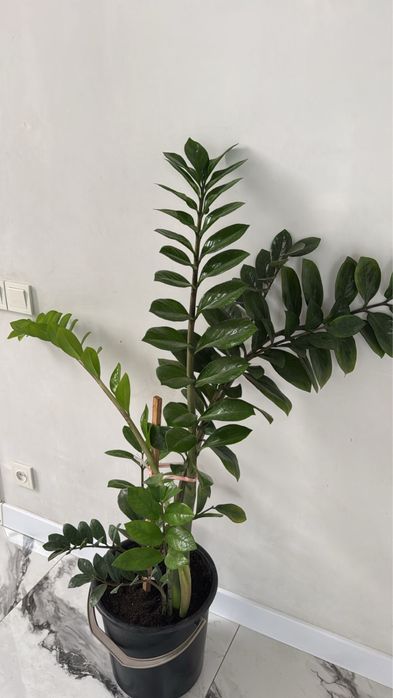 Продам комнатные цветы