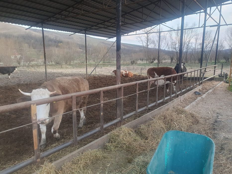 Vând vaci și juninci de-a făta
