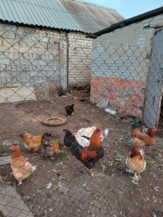 Продам яйцо инкубационное