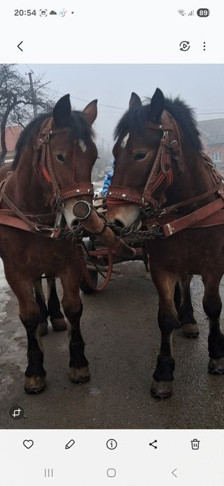 Vând 2 cai tineri 1,8 luni schimb cu vaci