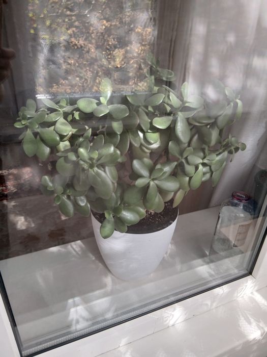 Денежное дерево, цветущее