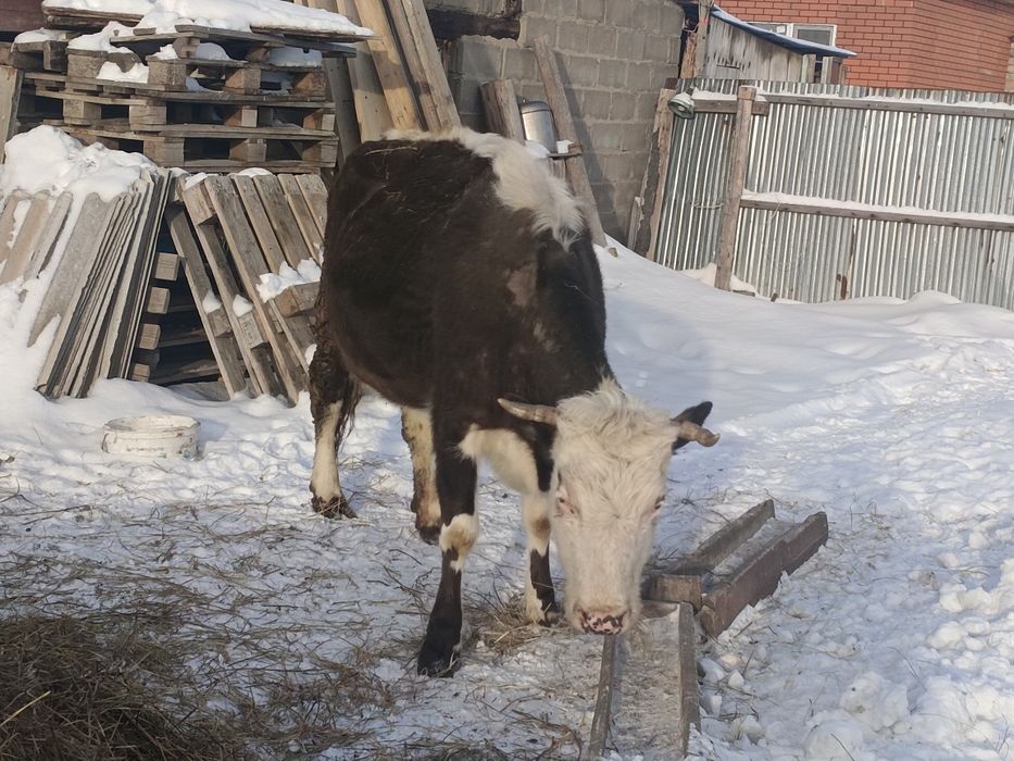 Продам корову и бычка на мясо